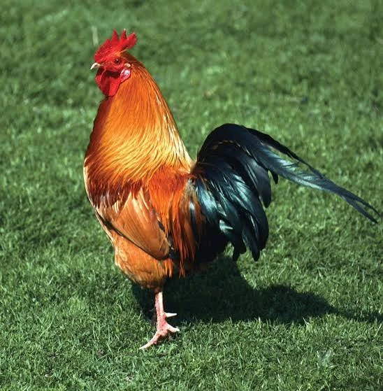 Local chicken